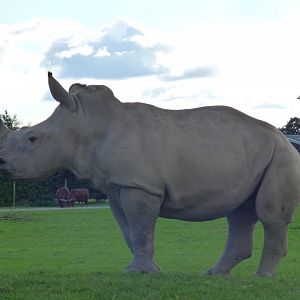 White Rhino Calf