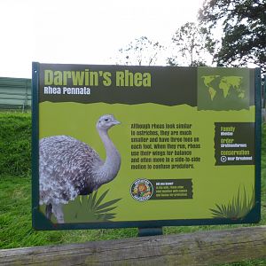 Darwin's Rhea Signage