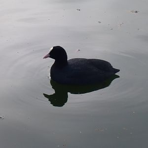 Eurasian coot