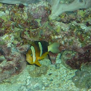 Clarkii clownfish (Amphiprion clarkii)
