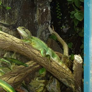 Chinese Water Dragon