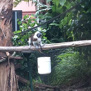 Cotton-top Tamarin