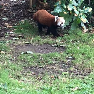 Red Panda