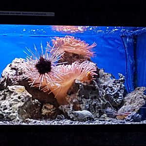 Sea-urchin and Shrimp-aquarium