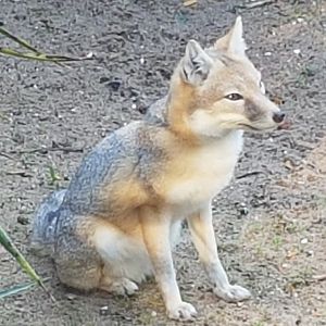 Swift fox