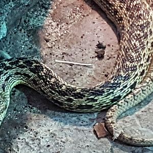 Sonora gophersnake - Pituophis melanoleucus