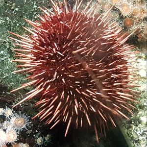 Sea-urchin