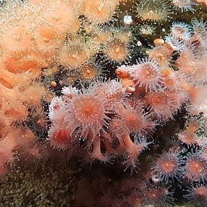 Sea-amemone