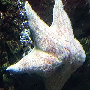 Starfish