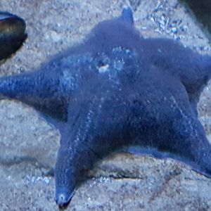 Starfish