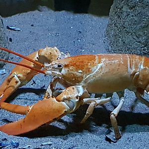 Lobster