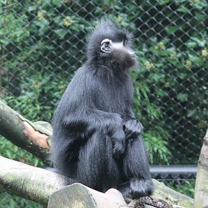 Francois langur