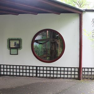 Viewing-window indoor-enclosure Francois langur