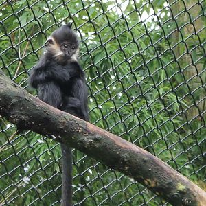 Young Francois langur