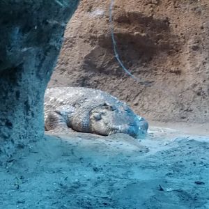 Siamese Crocodile on Tiger Trail