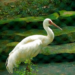 Siberian crane