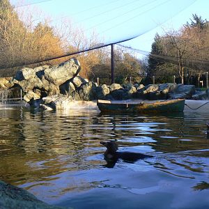 View of Humboldt Penguin Enclosure - 7 January 2018