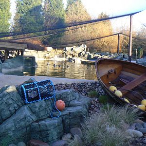 View of Humboldt Penguin Enclosure - 7 January 2018