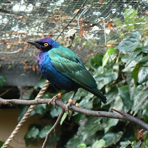 Purple Glossy-starling - 7 January 2018