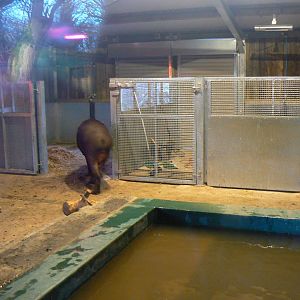 Tapir and Capybara House - 7 January 2018