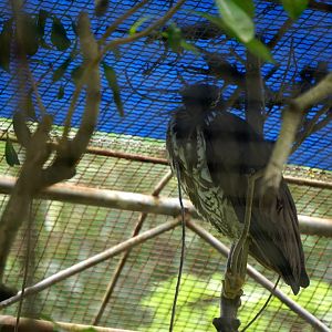 White-eared night heron