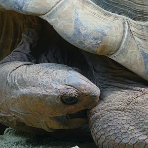 Aldabran giant tortoise, January 2018