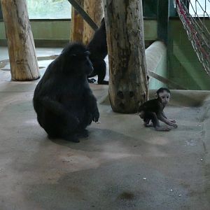Sulawesi crested macaque, January 2018