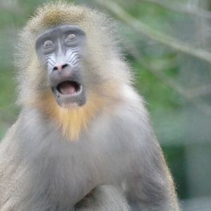 Mandrill, January 2018