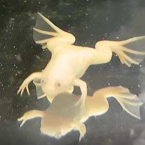 African clawed frog - Albino