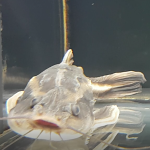 Platydoras armatulus