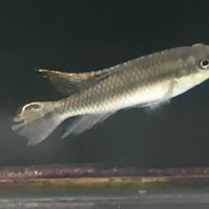 Pelvicachromis pulcher