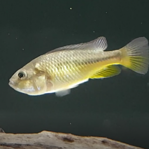 Pseudocrenilabrus mouthbrooder