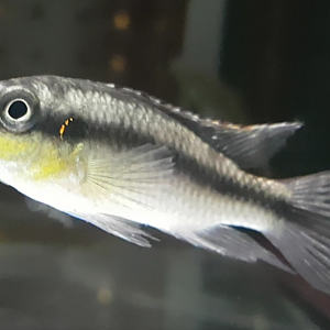 Cichlid ID
