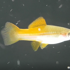 Common swordtail - Xiphophorus helleri