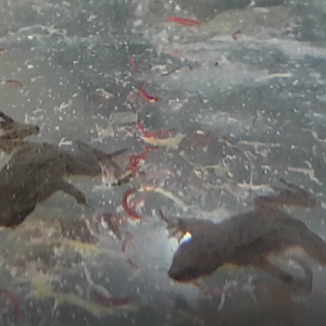 Hymenochirus boettgeri