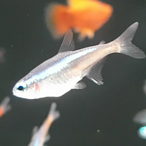 Paracheirodon innrsi