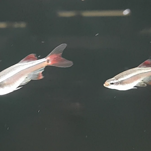 Tanichthys albonubes