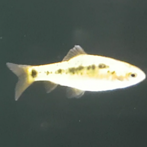 Barbodes semifasciolatus - Gold barb