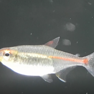 Glowlight tetra - Hemigrammus erythrozonus