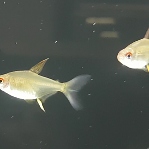 Lemon tetra - Hyphessobrycon pulchripinnis