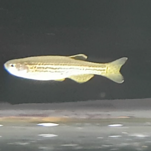 Danio rerio var 'frankei' - Leopard danio