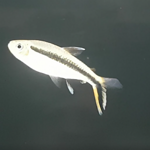 Thayeria boehlkei - Blackline penguinfish