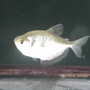 Gymnocorymbus ternetzi