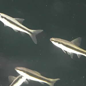 Crossocheilus oblongus