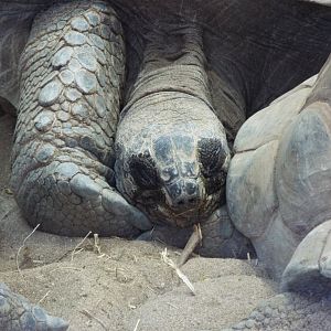 Aldabra Tortoise - NAZF