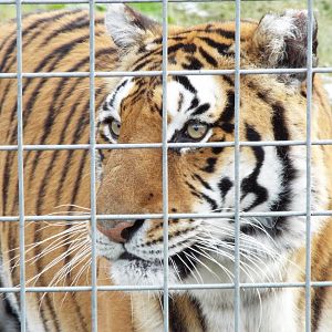 'Bengal Type' tigress