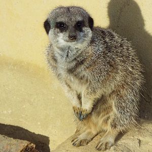 Meerkat