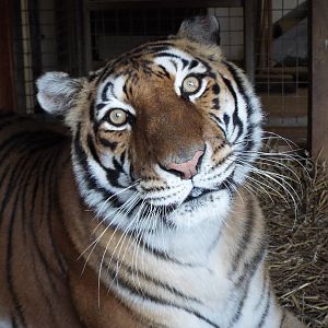 'Bengal Type' Tigress