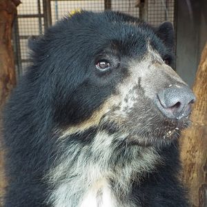 Spectacled Bear