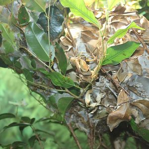 Green Tree Ant (Oecophylla smaragdina)